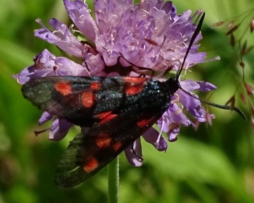 Zygaena lonicerae